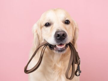 Pet company says your dog can earn $100 promoting CBD-infused peanut butter treats