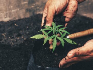 3 Cannabis Stocks To Snap Up Before They Skyrocket