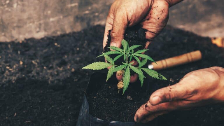 3 Cannabis Stocks To Snap Up Before They Skyrocket