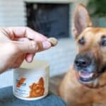 Why Are Musicians Using CBD Dog Treats For Their Pet? 4 Why Are Musicians Using CBD Dog Treats For Their Pet?