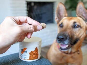 Why Are Musicians Using CBD Dog Treats For Their Pet?