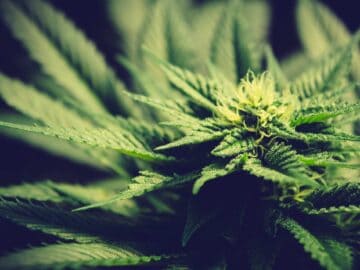 HHS Recommends Reclassifying Cannabis To A Schedule III Drug