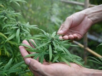 MSOS: Cannabis Stocks Soar On HHS Recommendation To Reschedule, Buy These 3 Stocks