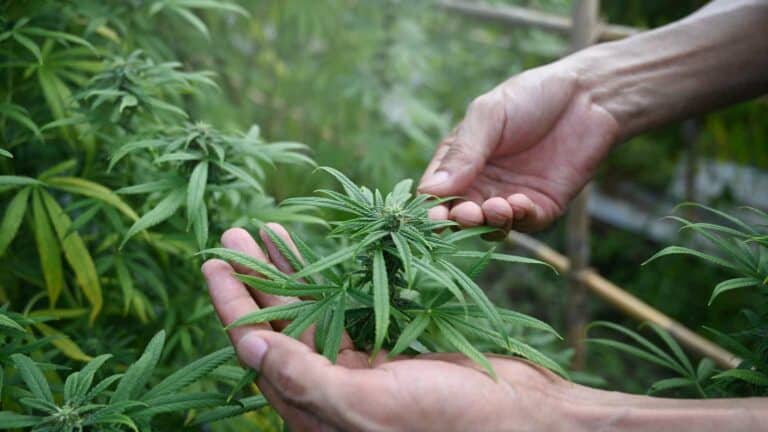 MSOS: Cannabis Stocks Soar On HHS Recommendation To Reschedule, Buy These 3 Stocks