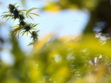 Expecting Cannabis Boom, New York Lays Down The Rules