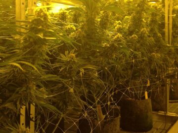 Massachusetts State Treasurer Suspends Chair Of State Cannabis Agency