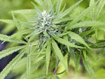 Would-Be Head Of Minnesota Marijuana Agency Resigns