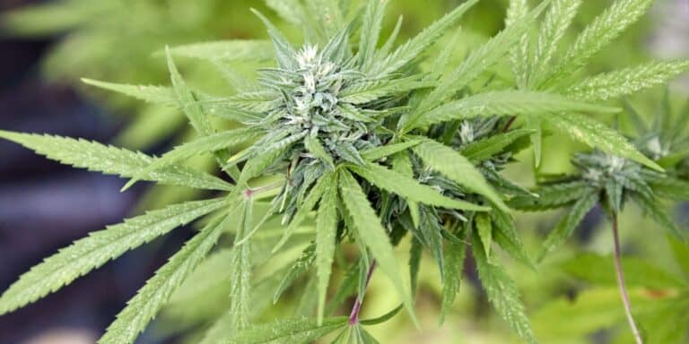 Would-Be Head Of Minnesota Marijuana Agency Resigns