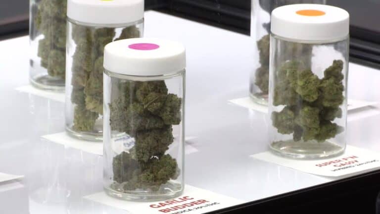 Cannabis Director Search To Start Over As Questions Remain