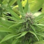 VA: Two-Thirds Of Cannabis Hospitalizations Are Children 4 VA: Two-Thirds Of Cannabis Hospitalizations Are Children
