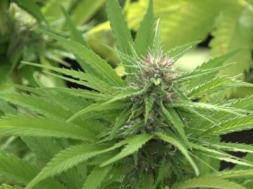 VA: Two-Thirds Of Cannabis Hospitalizations Are Children