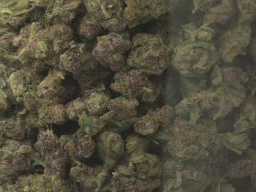 Demand For Cannabis Classes Grows After Recreational Marijuana Legalization In Minnesota