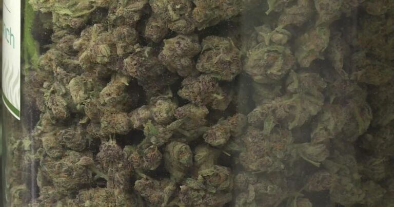 Demand For Cannabis Classes Grows After Recreational Marijuana Legalization In Minnesota