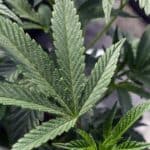CASEY: Do Local Government Medical Marijuana Policies Conflict With State Law?