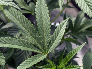 CASEY: Do Local Government Medical Marijuana Policies Conflict With State Law?