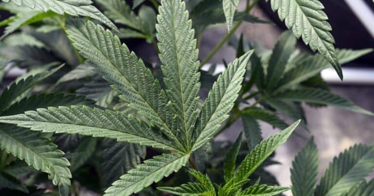 CASEY: Do Local Government Medical Marijuana Policies Conflict With State Law?