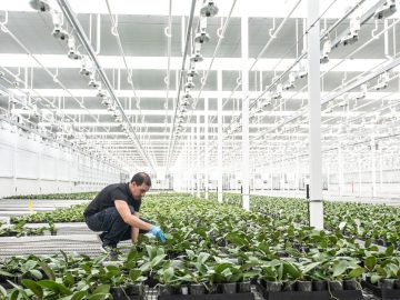 Orchids, Veggies And Beer: Canadian Cannabis Producers Pivot In Tough Market