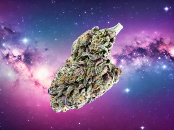 Black Runtz Strain Review: A Tart And Tasty Weed Strain | GreenState