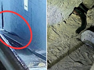 Red-bellied black snake found ‘in the heart’ of busy CBD: 'Not normal' 7 Red-bellied black snake found ‘in the heart’ of busy CBD: ‘Not normal’
