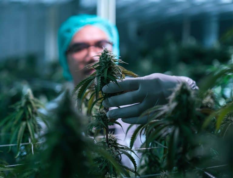 A Hemp Wish List for the 2023 Farm Bill