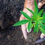 Cannabis Faces Persistent Tax Issues  But That Could Change