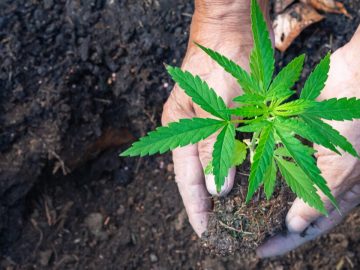 Cannabis Faces Persistent Tax Issues  But That Could Change
