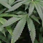 Explaining Issue 2: Arguments For, Against Legal Recreational Cannabis In Ohio 3 Explaining Issue 2: Arguments For, Against Legal Recreational Cannabis In Ohio