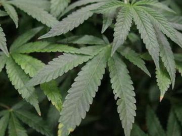 Explaining Issue 2: Arguments For, Against Legal Recreational Cannabis In Ohio