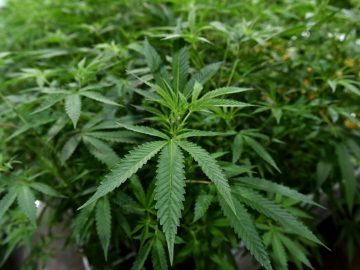 Olmsted County Eyes Ban On Public Cannabis Smoking And Vaping