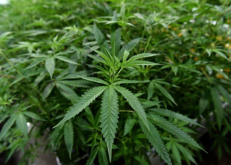 Olmsted County Eyes Ban On Public Cannabis Smoking And Vaping