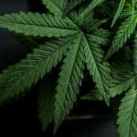 2 Great Cannabis Stocks For New Investors 3 2 Great Cannabis Stocks For New Investors