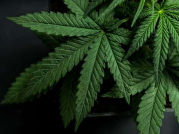 2 Great Cannabis Stocks For New Investors