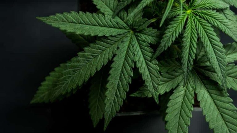 2 Great Cannabis Stocks For New Investors