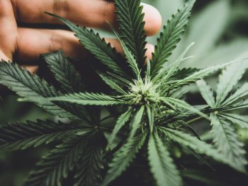 The Circular Economy Of Cannabis: Turning Waste Into Resources