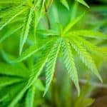 Regulation for hemp-derived CBD products approved by General Assembly subcommittee – NKyTribune