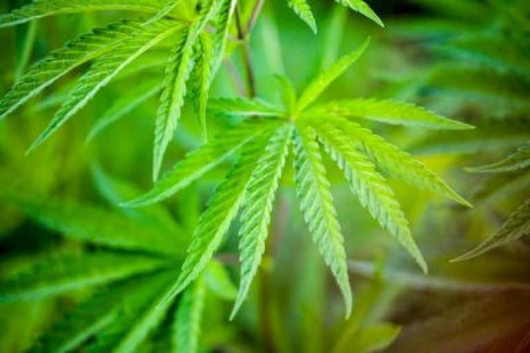 Regulation for hemp-derived CBD products approved by General Assembly subcommittee – NKyTribune