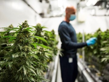 Poll: Five Years After Legalization, How Readers See Weed