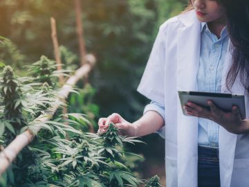 6 Best THC Testers for Professional Cultivators and Homegrowers