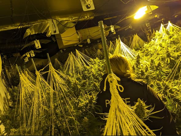 Suspected Cannabis Grow Worth Found In Bath | Avon And Somerset Police
