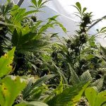 Minnesota To Pilot New Roadside Cannabis Tests Within The Next Month 3 Minnesota To Pilot New Roadside Cannabis Tests Within The Next Month