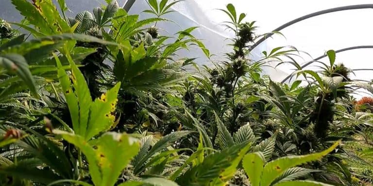 Minnesota To Pilot New Roadside Cannabis Tests Within The Next Month