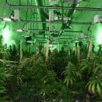 Manitoba RCMP Bust Large Illicit Cannabis Ring; Six People Facing Charges 4 Manitoba RCMP Bust Large Illicit Cannabis Ring; Six People Facing Charges