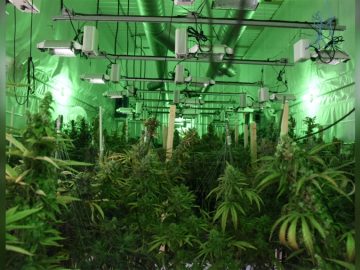 Manitoba RCMP Bust Large Illicit Cannabis Ring; Six People Facing Charges