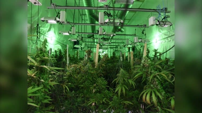 Manitoba RCMP Bust Large Illicit Cannabis Ring; Six People Facing Charges