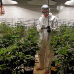Sen. McGuire’s Cannabis Bill Hailed A Good 1st Step, Needs More Teeth 3 Sen. McGuire’s Cannabis Bill Hailed A Good 1st Step, Needs More Teeth
