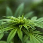 Japan To Legalize Cannabis-Based Medicines 4 Japan To Legalize Cannabis-Based Medicines