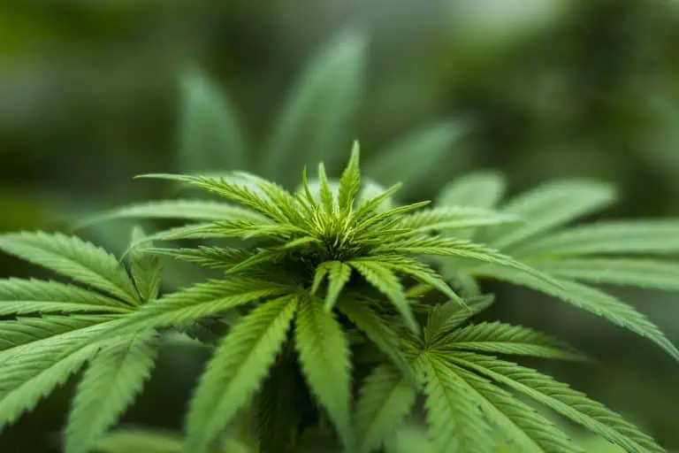 Japan To Legalize Cannabis-Based Medicines