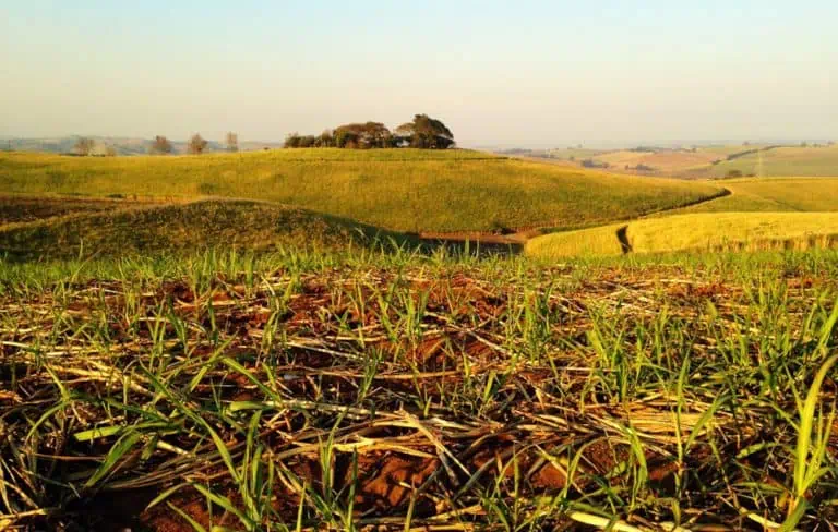Officials in South African province say they’ll support newly licensed hemp growers