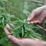 Better Marijuana Stock: Aurora Cannabis Or Tilray Brands? 4 Better Marijuana Stock: Aurora Cannabis Or Tilray Brands?