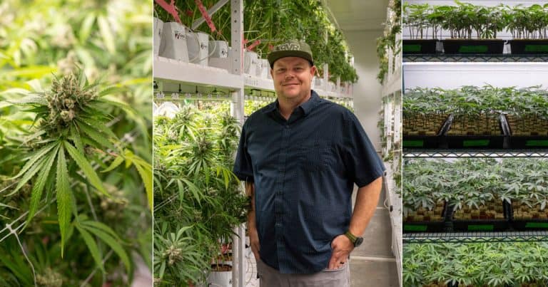From Courtrooms To Grow Rooms, A Big Year For Cannabis In Arkansas